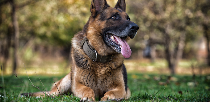 german shepherd smart breed