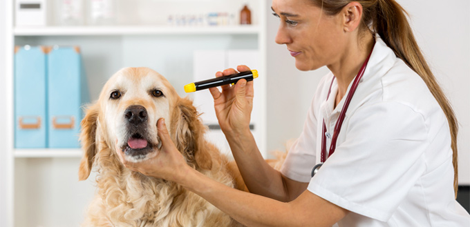glaucoma in canines