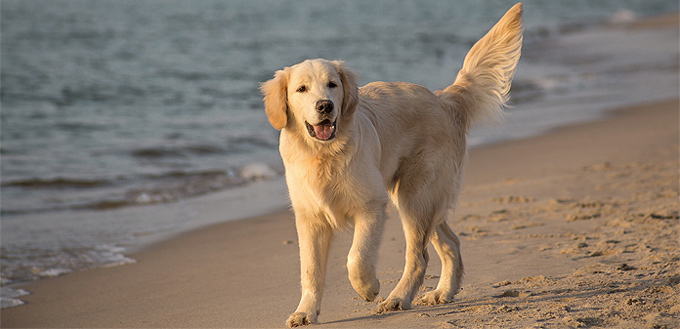 golden retriever breed