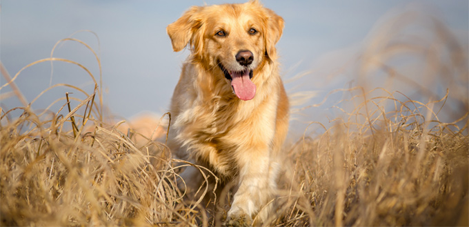 golden retriever smart breed