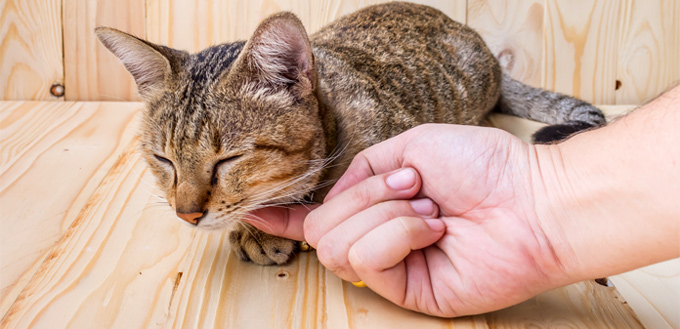 grooming a cat