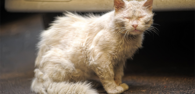 homeless cat with arthritis