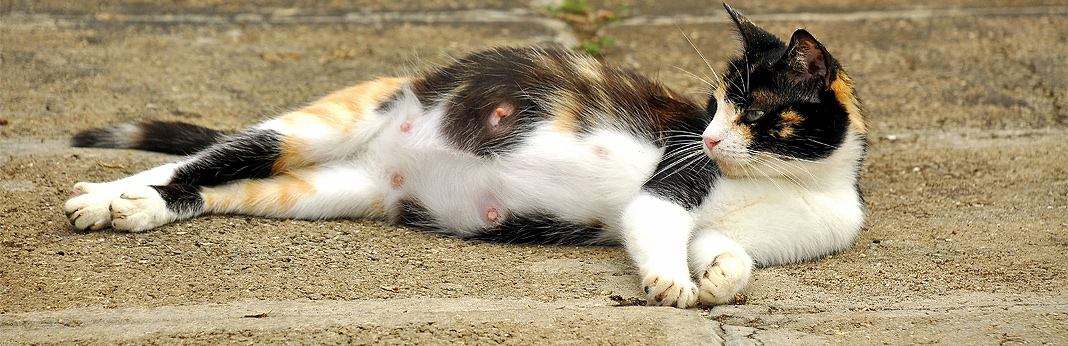 how long do cats stay in heat for