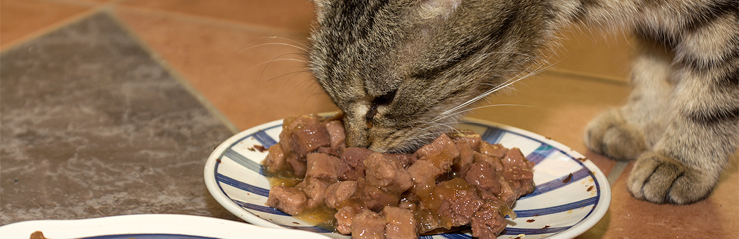 how long to safely leave canned cat food out