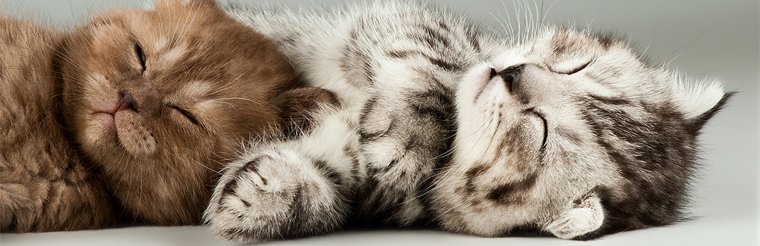 how-many-hours-a-day-do-cats-sleep