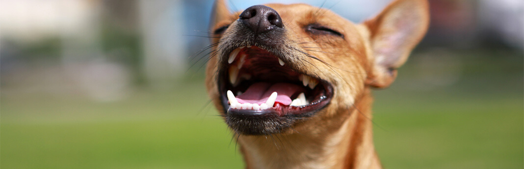 how-many-teeth-do-dogs-have