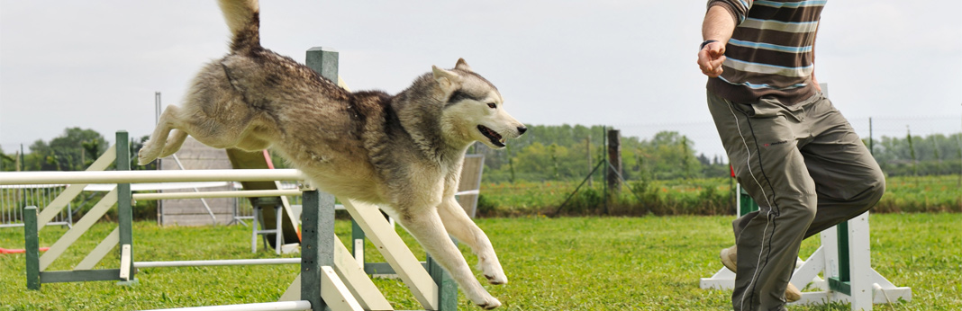 how much exercise does a dog need everyday