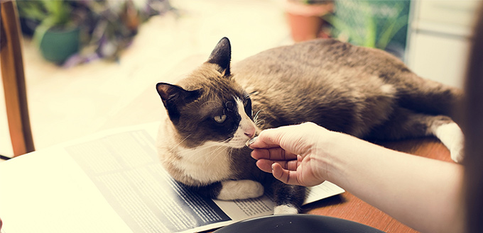 how much to feed a cat