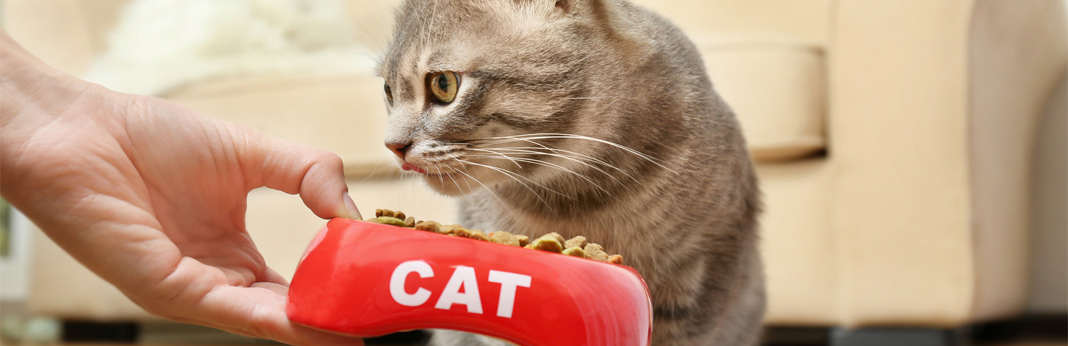 How Often Should I Feed My Cat? | My Pet Needs That