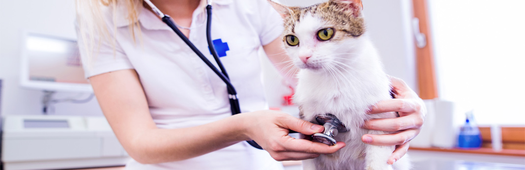how often should you take your indoor cat to the vet