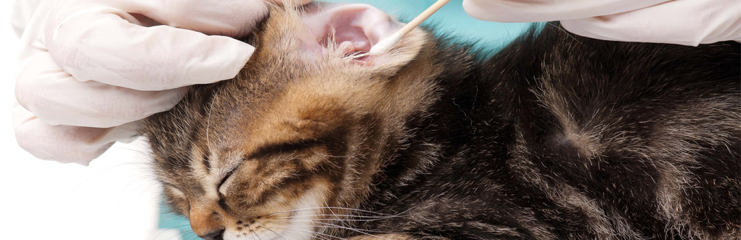 how to clean your cat’s ears