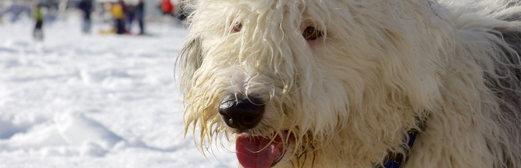 best way to cut matted dog hair