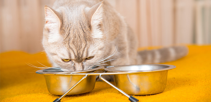 how to pick the best cat food