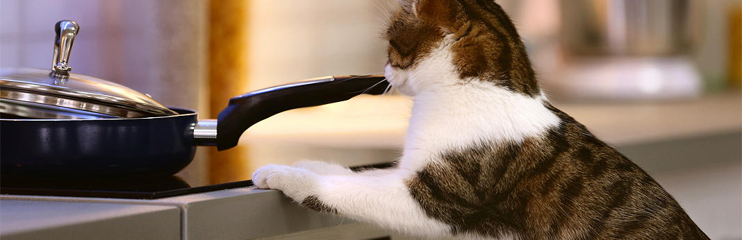 how to train cats to stay off counters