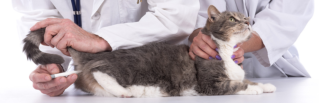 how to treat a cat with blood in its stool