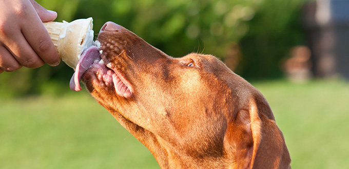 ice cream for dogs