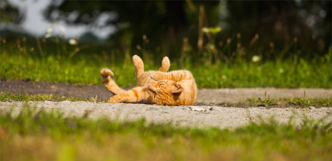 kidney stone in cat