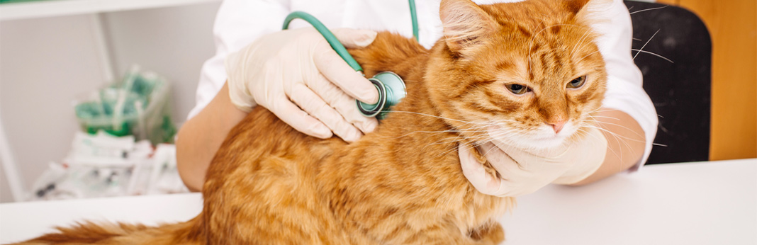 kidney stones in cats, causes, symptoms and treatment