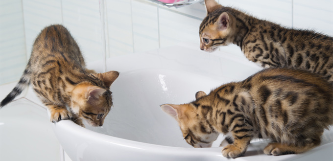 kitties playing in a tub