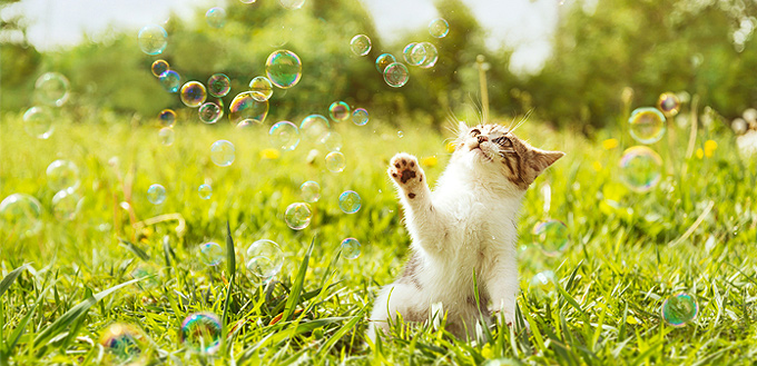 kitty playing with bubbles