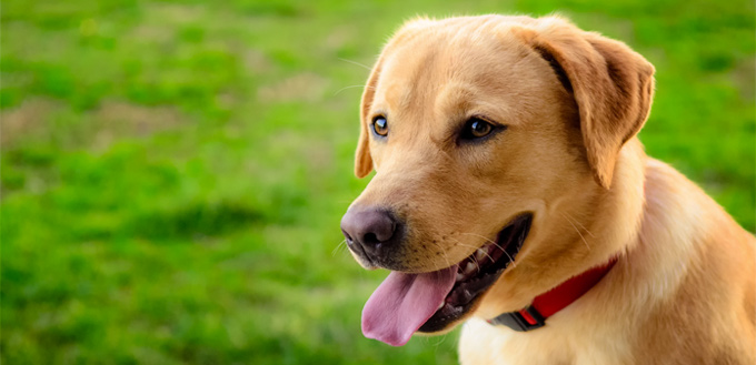 labrador retriever breed