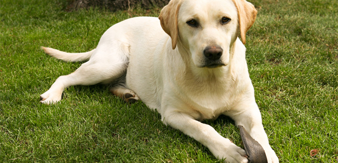 labrador retriever smart breed