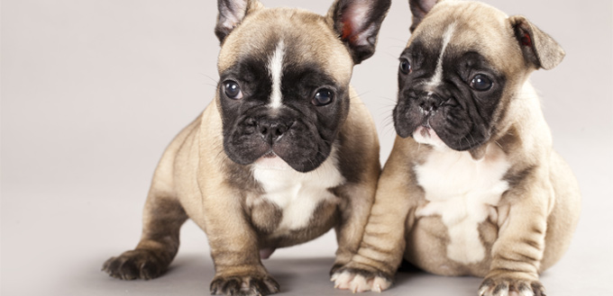 little french bulldogs