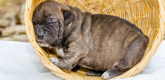 little pooch sleeping with its eyes open