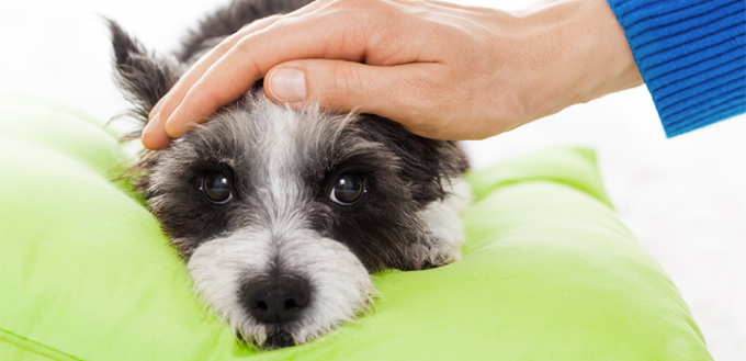 lyme disease in canines