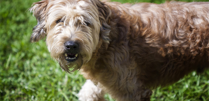 matted hair dog