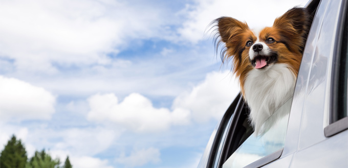 papillon breed