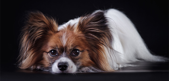 papillon smart breed