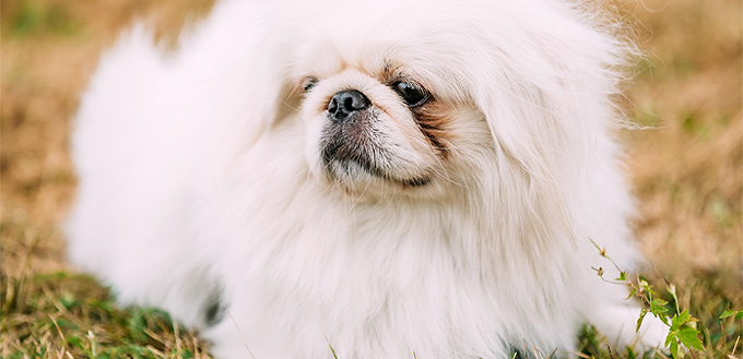 pekingese for students