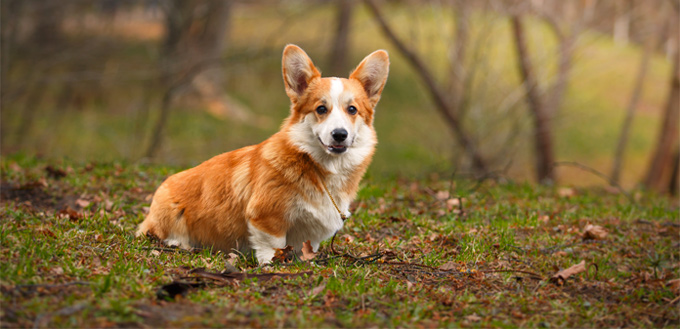 pembroke welsh corgis