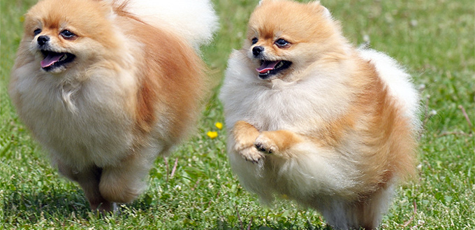 pomeranian breed