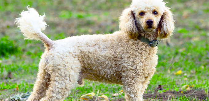 poodle breed