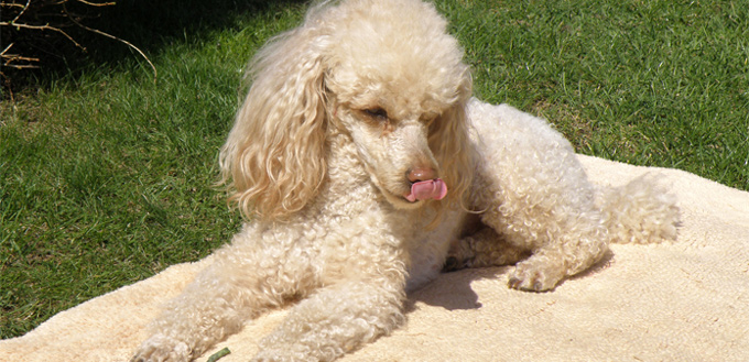 poodle smart breed