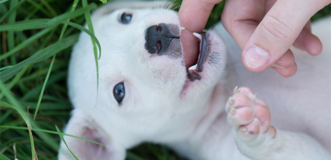 puppy's teeth