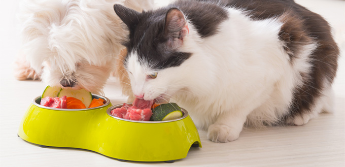 raw food for cats
