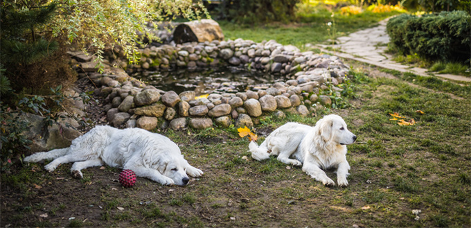 retrievers smart dogs