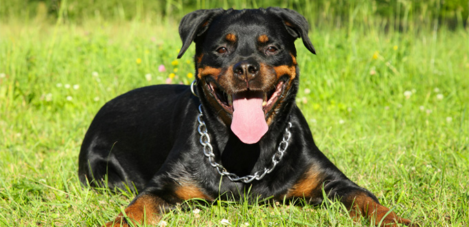 rottweiler smart breed