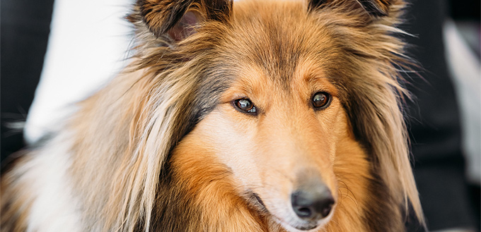 shetland sheepdog smart breed