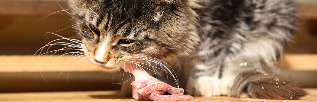 should you feed your cat a raw diet