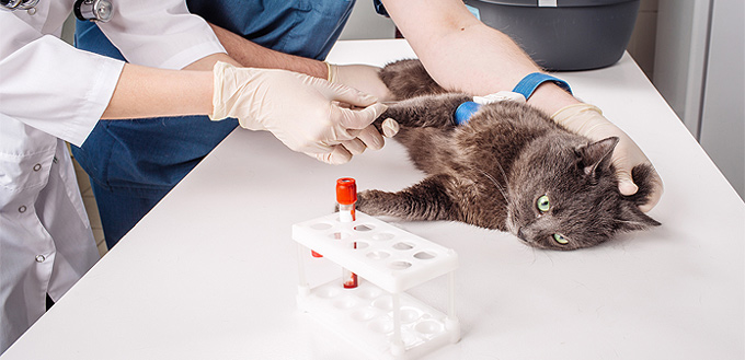 How to Treat a Cat with Blood in Its Stool My Pet Needs That