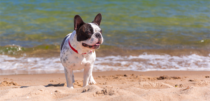 temperament of a french bulldog