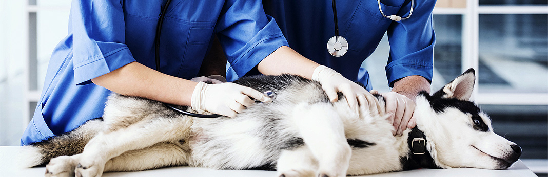 the-stages-of-degenerative-myelopathy-in-dogs