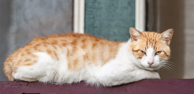 can stress cause weight loss in cats