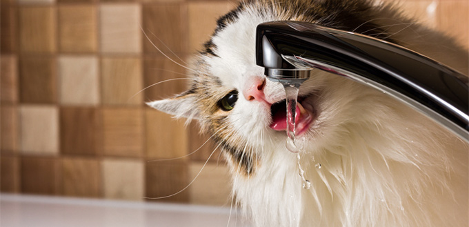 thirsty cat