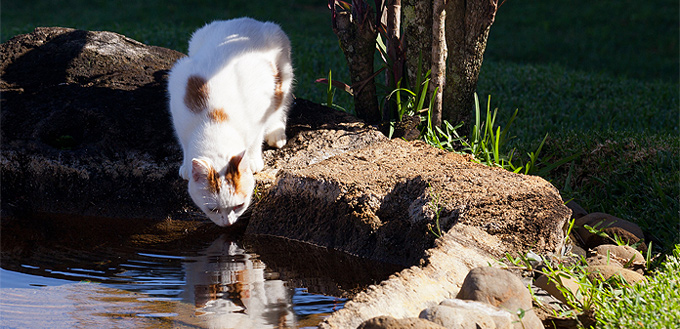 thirsty feline