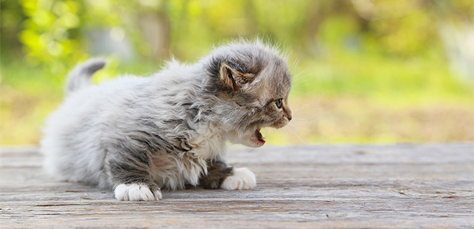 thirsty kitty